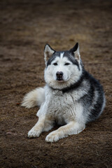 Sled Dog Lays in Yard Looking Out