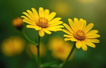 Obraz premium Close-up shot of Bupleurum aureum flowers, golden yellow petals, blurred green background. Fresh spring nature, herbal medicine, bloom in garden. Botany concept. Medicinal plant.