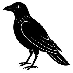 crow on a white background