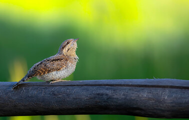 A different species of woodpecker.Nature background. Eurasian Wryneck. Jynx torquilla.