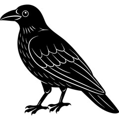 crow on a white background