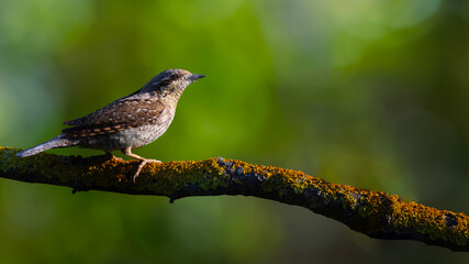 A different species of woodpecker.Nature background. Eurasian Wryneck. Jynx torquilla.