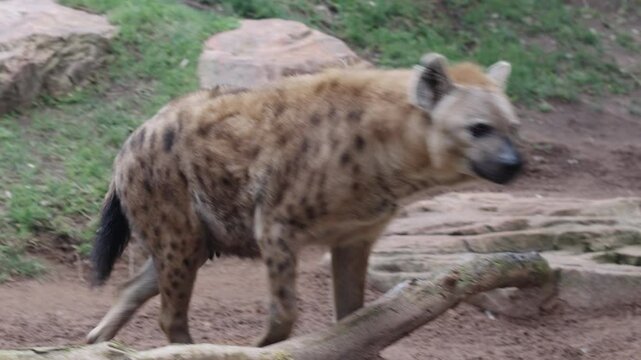 Spotted hyena walking alertly across grassy and rocky terrain in wild in dry savanna habitat