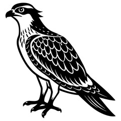 eagle vector illustration