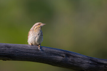 A different species of woodpecker.Nature background. Eurasian Wryneck. Jynx torquilla.