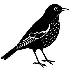 vector illustration of a bird