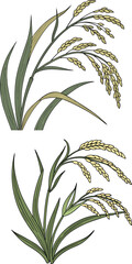 Hand Drawn Rice Plant Illustration – Botanical Grain Vector Design