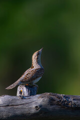 A different species of woodpecker.Nature background. Eurasian Wryneck. Jynx torquilla.