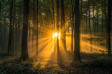 Obraz premium Golden rays of sunlight break through tall trees in a misty forest at sunrise, creating a tranquil and enchanting atmosphere as nature awakens. The scene captures the beauty of early morning light