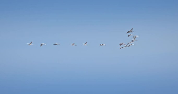 Flock of migrate swan birds flying in group formation across a clear blue sky on a sunny day