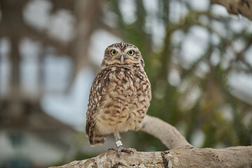 The little owl Athene noctua, the owl of Athena or owl of Minerva standing on a branch
