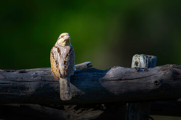A different species of woodpecker.Nature background. Eurasian Wryneck. Jynx torquilla.