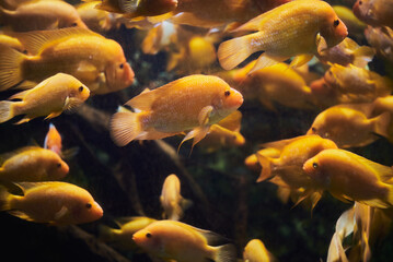 Lots of yellow fish in the aquarium Amphilophus citrinellus