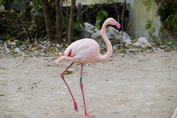 The greater flamingo Phoenicopterus roseus