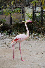 The greater flamingo Phoenicopterus roseus