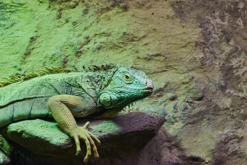 The green iguana (Iguana iguana), the American iguana