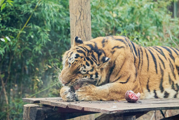 The Siberian tiger or Amur tiger eating quietly