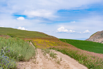 Naklejka premium A summer mountain landscape with blooming meadow and mountain plants of different colors with a path, a blue sky with clouds and an agricultural green field.