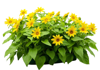 A bunch of sunflowers growing in the garden, PNG white background, PNG transparent, PNG cutout, PNG with white border