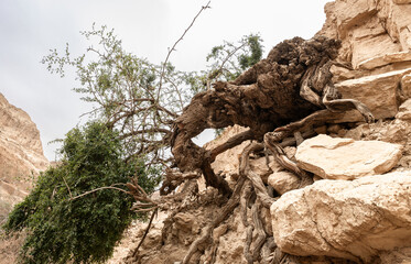 A lonely  half dry tree grows on a rocks on mountainside in Arugot Stream Nature Reserve near Dead Sea in southern Israel
