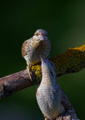 A different species of woodpecker.Nature background. Eurasian Wryneck. Jynx torquilla.