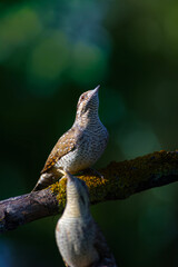 A different species of woodpecker.Nature background. Eurasian Wryneck. Jynx torquilla.