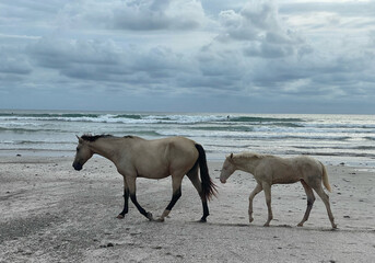 Obraz premium Zwei Pferde an einem Strand bei Puntarenas auf der Halbinsel Nicoya beim Sonnenuntergang, Costa Rica