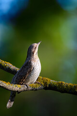 A different species of woodpecker.Nature background. Eurasian Wryneck. Jynx torquilla.