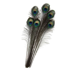 Fototapeta premium Colorful peacock feathers arranged in a decorative bunch