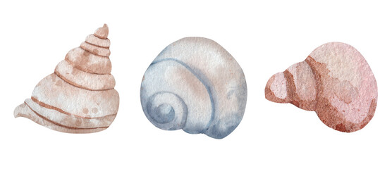 Sea Shells. Watercolor. Set. Isolated on a white background. Perfect for beach themed decor, coastal decor, wedding invitations, packaging.