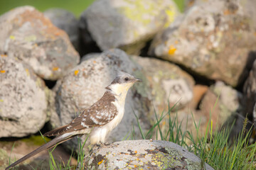 Cuckoo. Great Spotted Cuckoo. Clamator glandarius. Nature background. 