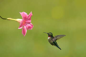 Ruby Throated Hummingbirds and spring flowers