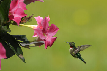 Ruby Throated Hummingbirds and spring flowers
