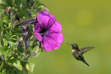 Ruby Throated Hummingbirds and spring flowers