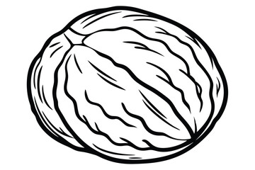 Single Detailed Black and White Drawing of a Walnut in Its Shell
