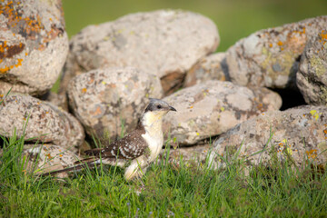Cuckoo. Great Spotted Cuckoo. Clamator glandarius. Nature background. 