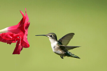 Ruby Throated Hummingbirds and spring flowers