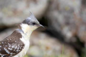 Cuckoo. Great Spotted Cuckoo. Clamator glandarius. Nature background. 