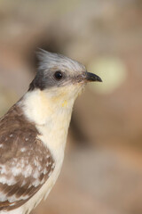 Cuckoo. Great Spotted Cuckoo. Clamator glandarius. Nature background. 