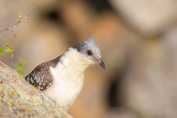 Cuckoo. Great Spotted Cuckoo. Clamator glandarius. Nature background. 