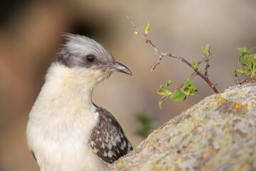 Cuckoo. Great Spotted Cuckoo. Clamator glandarius. Nature background. 