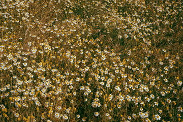 Thousands of daisies gathered in a field. A picture full of harmony. Photo with blurred background and selective focus. Wallpaper image with nature.