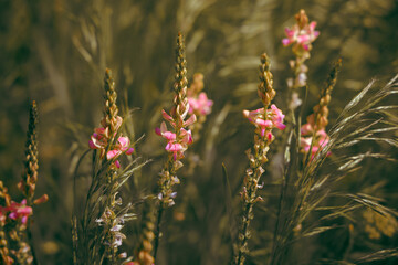 Delicate pink blossoms scatter gracefully, creating a soft, dreamy floral wallpaper with gentle pastel hues. Photo with blurred background and selective focus. Wallpaper image with nature.