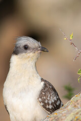 Cuckoo. Great Spotted Cuckoo. Clamator glandarius. Nature background. 