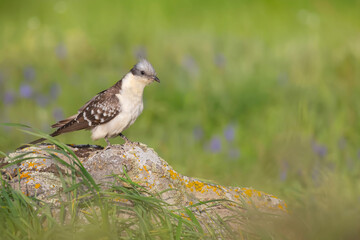 Cuckoo. Great Spotted Cuckoo. Clamator glandarius. Nature background. 