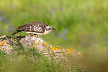 Cuckoo. Great Spotted Cuckoo. Clamator glandarius. Nature background. 