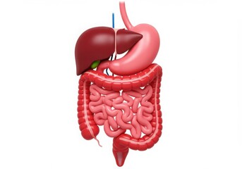 Human digestive system anatomy diagram on white background