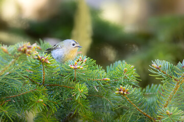 Cute little bird. Goldcrest. Regulus regulus. Green nature background.