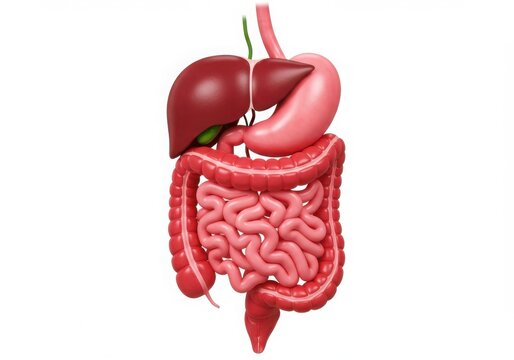 Human digestive system anatomy diagram on white background