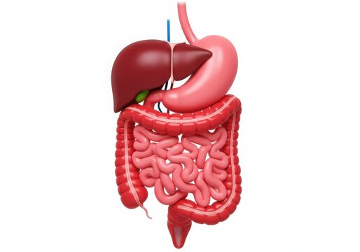 Human digestive system anatomy diagram on white background